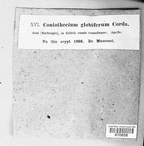 Coniothecium globiferum image